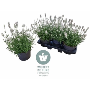 Lavandula angustifolia Vienco Early White 19Ø 40cm