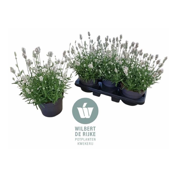 <h4>Lavandula angustifolia Vienco Early White 19Ø 40cm</h4>