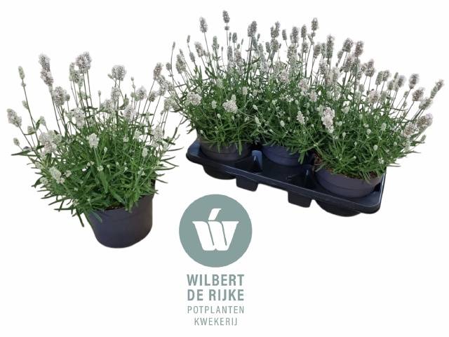 Lavandula angustifolia Vienco Early White 19Ø 40cm