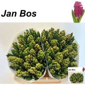 HYAC JAN BOS
