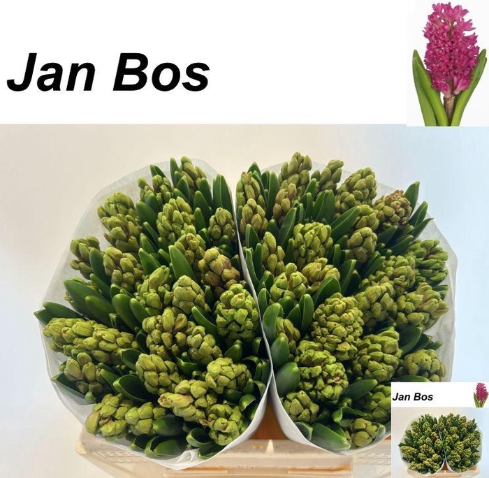 <h4>HYAC JAN BOS</h4>