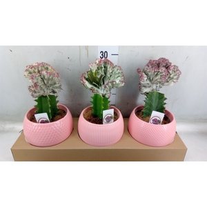 Euphorbia   ...mix