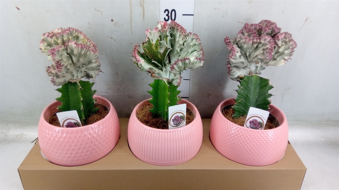 <h4>Euphorbia   ...mix</h4>