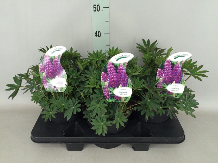 <h4>Lupinus   ...</h4>