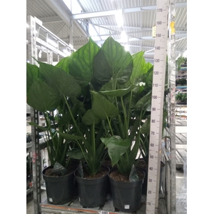 Alocasia cucullata