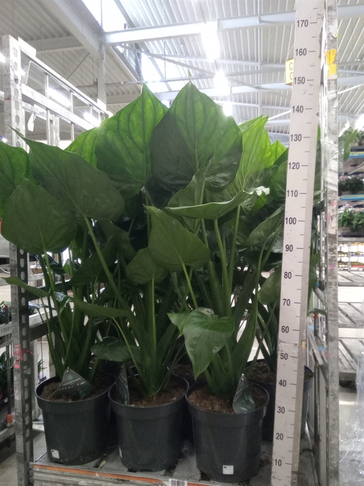 <h4>Alocasia cucullata</h4>