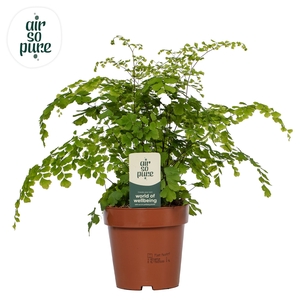 Adiantum raddi. 'Fragrans'