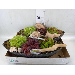 Arr.  Sempervivum L%