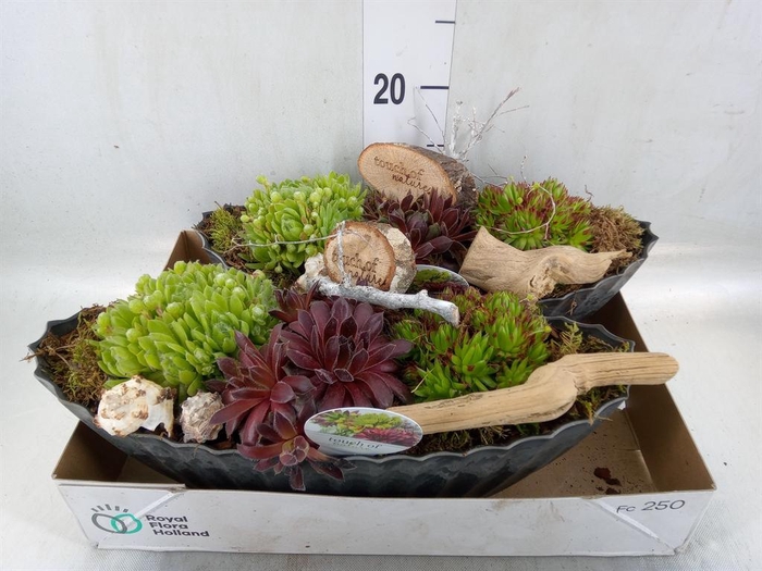 <h4>Arr.  Sempervivum L%</h4>