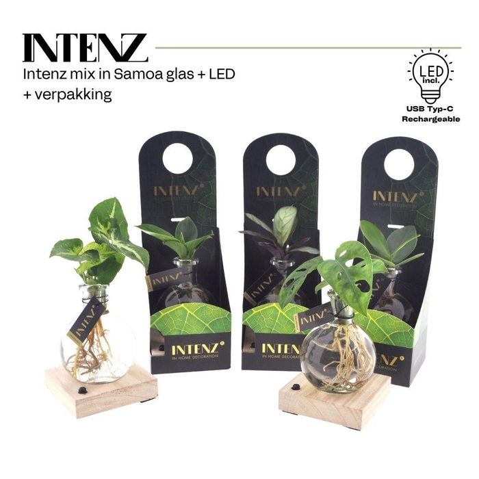 <h4>Mix in Samoa glas + LED + verpakking-levertijd 24u</h4>