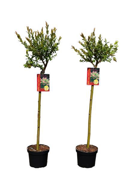 <h4>SALIX IN HAKURO NISH</h4>