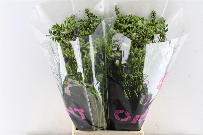 <h4>Fr Du Blue Bayou</h4>