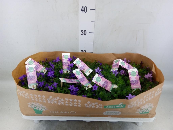 <h4>Campanula   ...</h4>