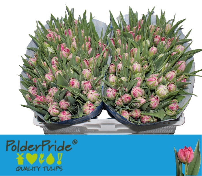 <h4>TU DU FLASH POINT</h4>