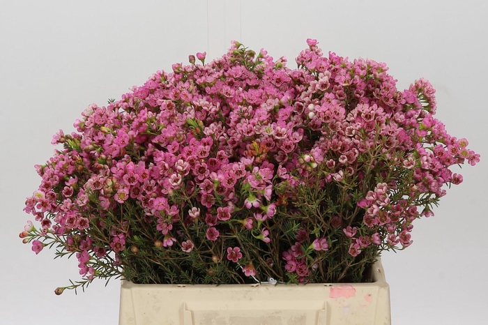 <h4>Chamelaucium Sarah's Delight</h4>