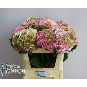 HYDR M ELBTAL CL