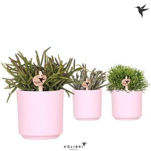 Kolibri Greens Rhipsalis mix in Simplicity pot pink