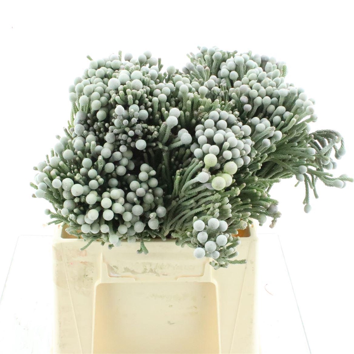 <h4>Brunia Silver</h4>