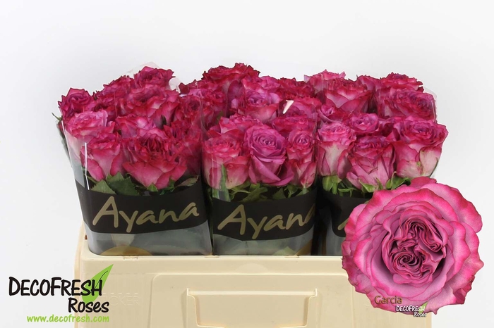 <h4>R Gr Garcia</h4>