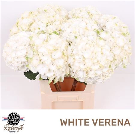 <h4>Hydr M White Verena</h4>