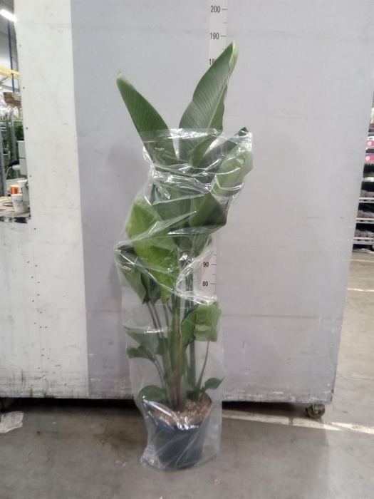 <h4>Strelitzia nicolai</h4>