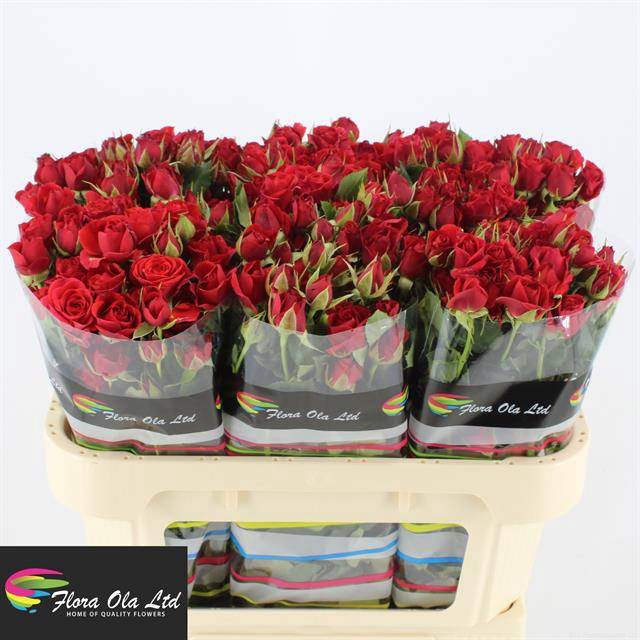 <h4>R Tr Mirabel Flora Ola</h4>