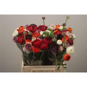 Ran El. Mixed In Bunch