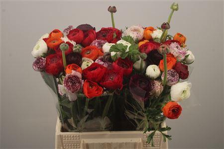 <h4>Ran El. Mixed In Bunch</h4>