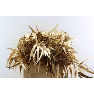 Euca Lancet Victoriablad Klbh Antiek