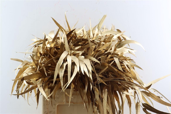 <h4>Euca Lancet Victoriablad Klbh Antiek</h4>