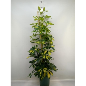 Schefflera arbor. 'Dalton'