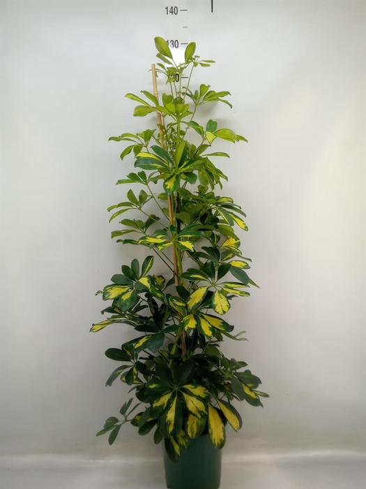 <h4>Schefflera arbor. 'Dalton'</h4>