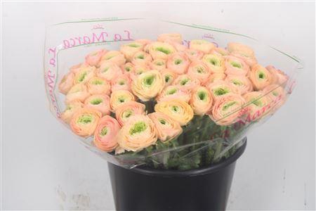 <h4>Ran... Su Tuareg Super</h4>