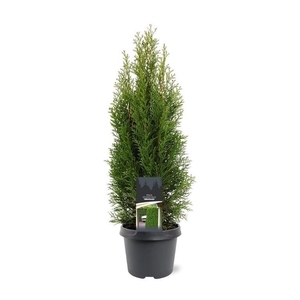 Thuja occidentalis 'Smaragd'