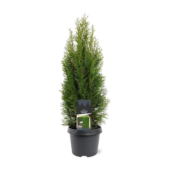 <h4>Thuja occidentalis 'Smaragd'</h4>