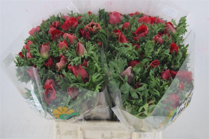 <h4>Anem Mistral Red</h4>