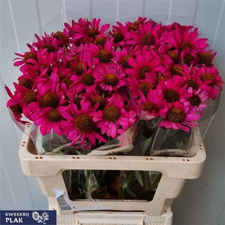 <h4>Echinacea Fuchsia</h4>