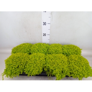 Soleirolia soleirolii 'Aurea'