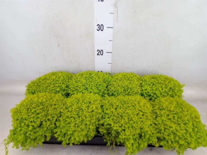<h4>Soleirolia soleirolii 'Aurea'</h4>