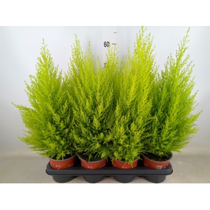 Cupressus macro. 'Goldcrest Wilma'