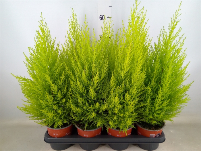 <h4>Cupressus macro. 'Goldcrest Wilma'</h4>