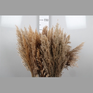 Cortaderia Ov