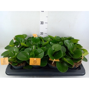 Peperomia obt. 'Green Gold'
