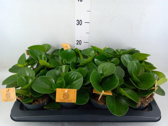 <h4>Peperomia obt. 'Green Gold'</h4>