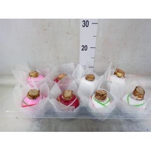 Hippeastrum   ...waxed