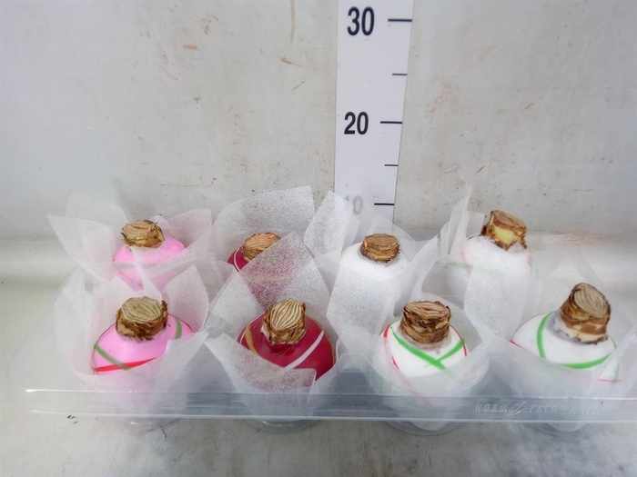 <h4>Hippeastrum   ...waxed</h4>