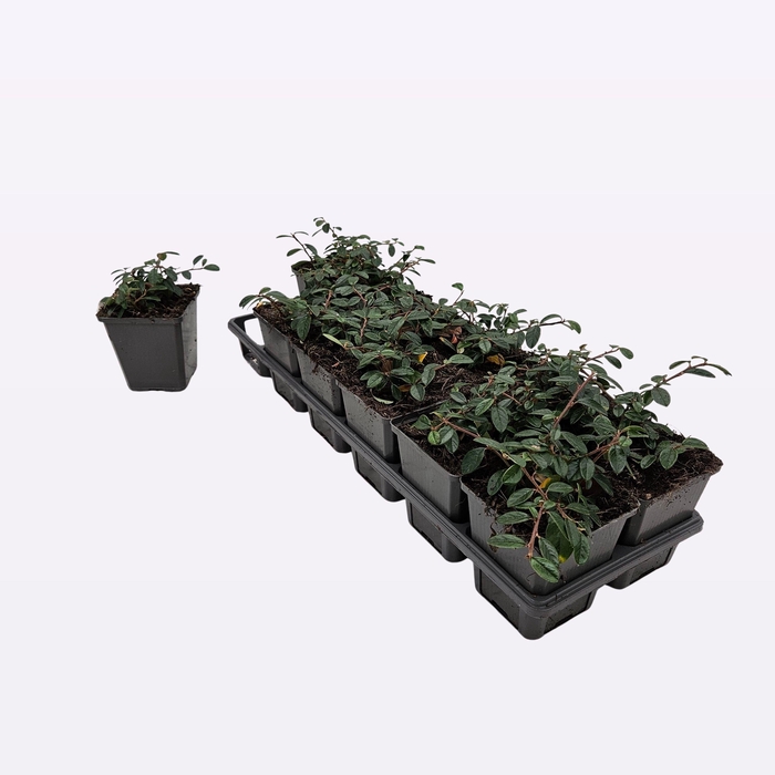 <h4>Cotoneaster Dammeri 'Miranda'</h4>