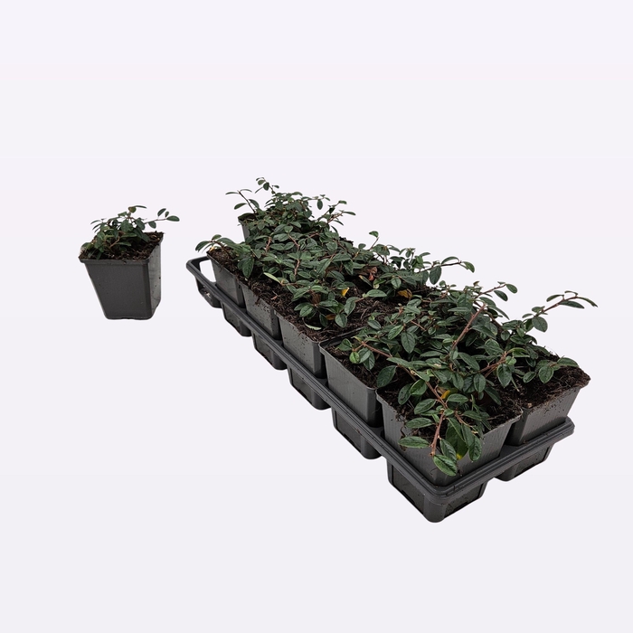 <h4>Cotoneaster Dammeri 'Miranda'</h4>