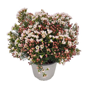 Waxflower Maya Bush