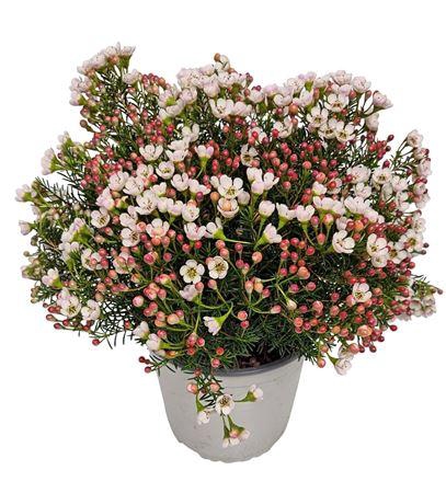 <h4>Waxflower Maya Bush</h4>